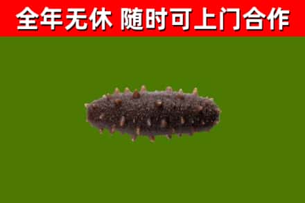 泰州市烟酒回收干海参.jpg